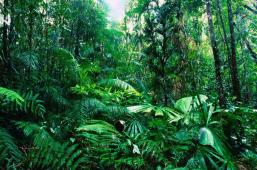 Rainforest_Australia.jpg
