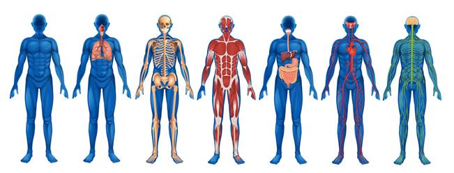 Human-Body-Web.jpg