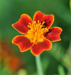 Tagetes_tenuifolia_001.jpg
