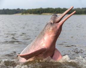 Amazon dolphin.jpeg