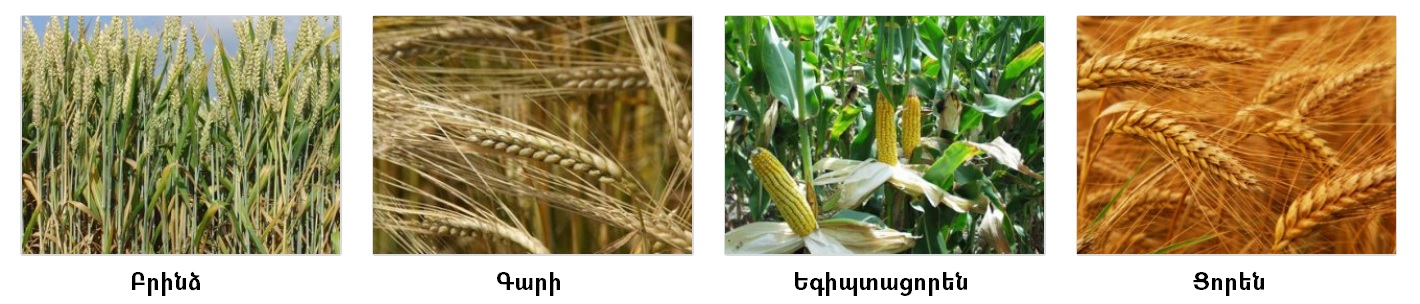 հացազգի.jpg