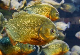 Piranha.jpg