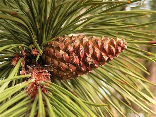Pinus_nigra_cone_Bad_Voeslau.jpg
