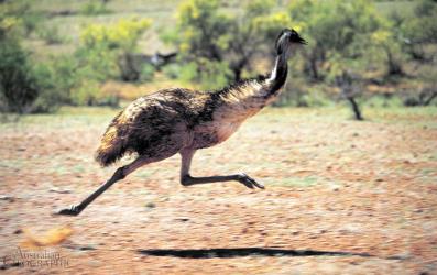 Emu.jpg