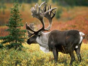 Hyusisayin exjeru.jpg