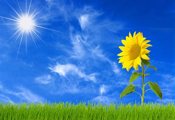 Sunflowers_Sky_Grass_Sun_496215.jpg