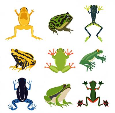 depositphotos_161889446-stock-illustration-exotic-amphibian-set-different-frogs.jpg