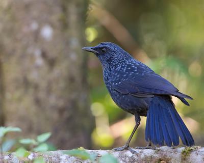 Blue_Whistling_Thrush_Thailand.jpg
