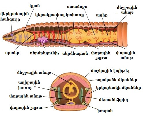 անձրևորդ.jpg
