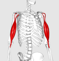 բազկի երկգլխանի.png