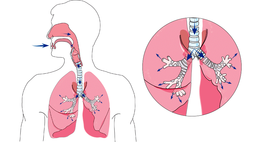1.3.1_lower_airway_diagram.gif