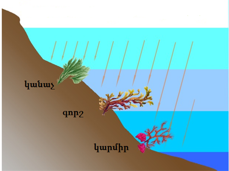 ջրիմուռ.png