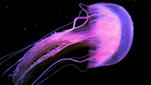 1377265173_15496669.gif