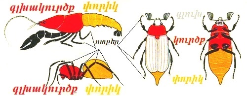 сегметированное тело.jpg