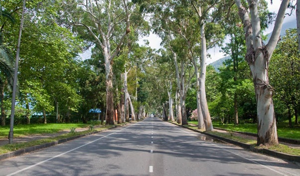 Evkaliptner Abkhaziayum.jpg