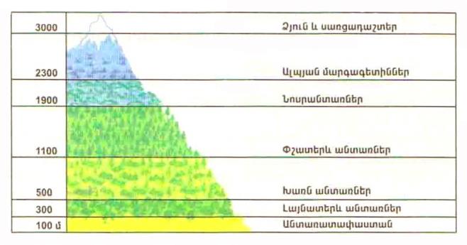 Veryntac gotiner.jpg