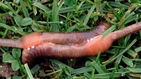 _92726890_worms4.jpg
