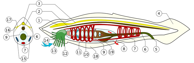 1280px-BranchiostomaLanceolatum_PioM.svg.png