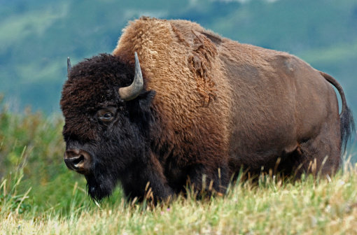 bizoni.jpg