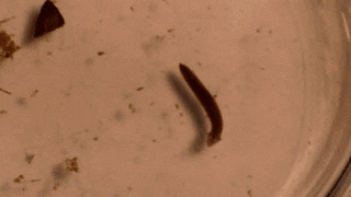 EnragedMealyCatfish-max-1mb.gif