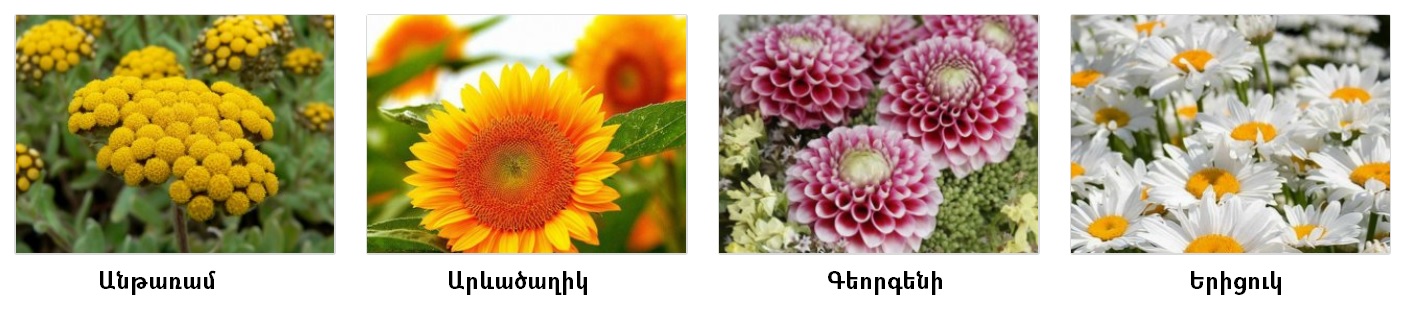 աստղածաղկազգի.jpg