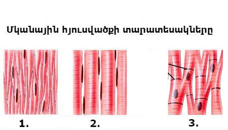 tipy_myshechnoj_tkani_copy2.jpg