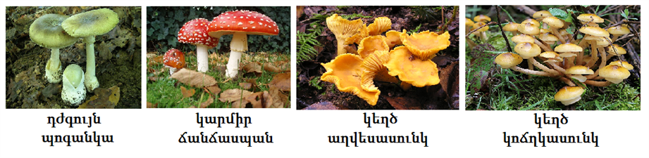 սնկեր.png