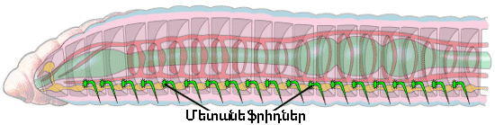 արտաթորական.jpg