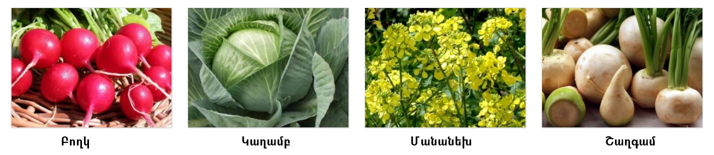 խաչածաղկ.jpg