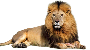 lion_PNG23270.png