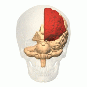 Frontal_lobe_animation.gif