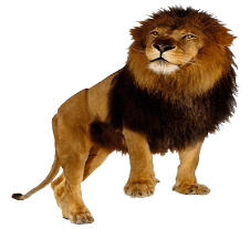 datlion.png