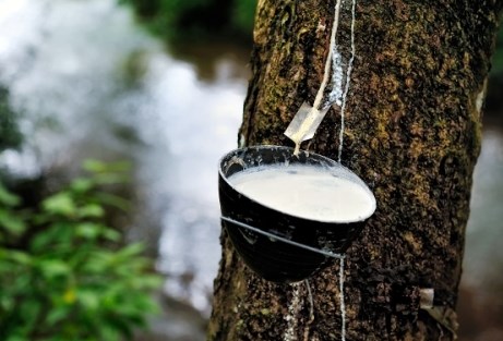 կաուչուկատու հևեա1.jpg