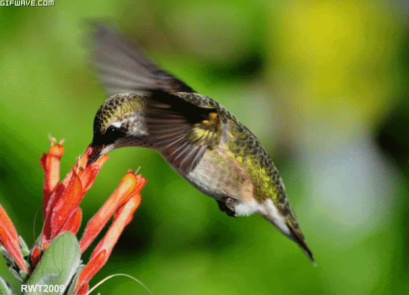 colibri-gif-5.gif