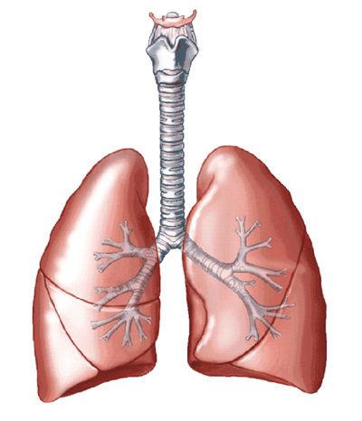 lungs.png