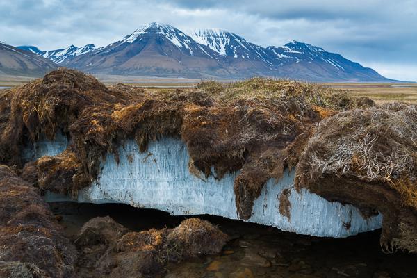 Bazmamya saracutyun.jpg