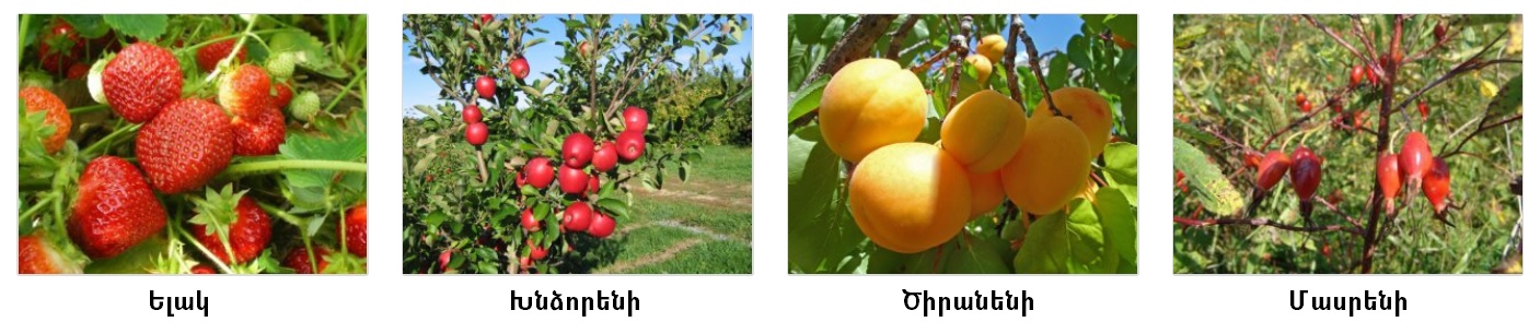 վարդազգի.jpg