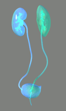 Urinary_system_00000.gif