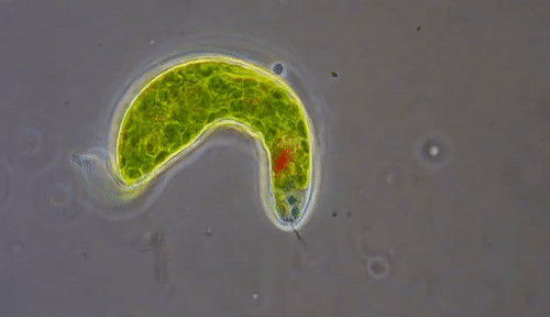 GlassAnguishedAmphibian-size_restricted.gif