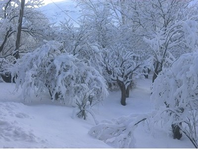 Վանուշ Հովսեփյան