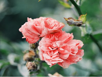 Գոհար Բալյան