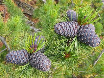 depositphotos_2845575-stock-photo-cedar-cone.jpg