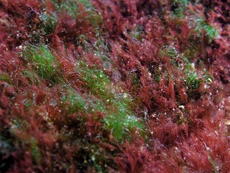 Flora_050520Divers_PurpleAlgae-L.jpg