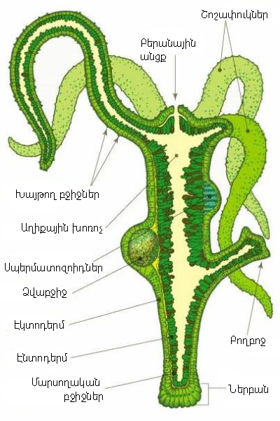 կառուցվածք.jpg