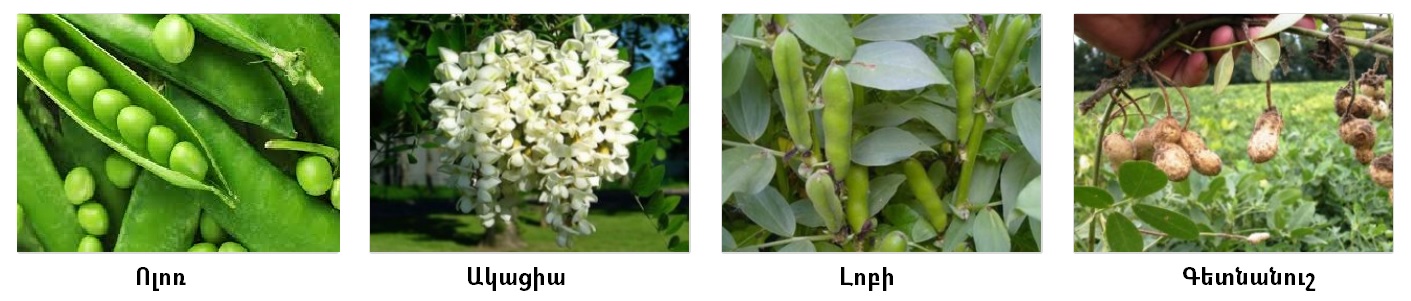 բակլազգի.jpg