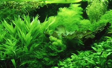 Planted_Dutch_Aquarium.jpg