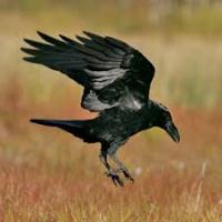 скачанные файлы (25).jpg