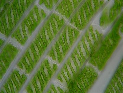 1609_spirogyra_4_11330473821761.jpg