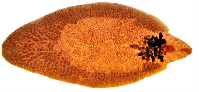 stock-photo-fasciola-hepatica-liver-fluke-72615004.jpg