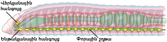 նյարդային.jpg